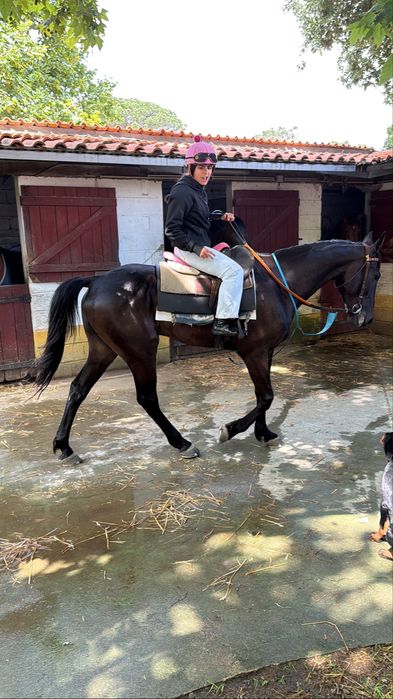 Trotador frances