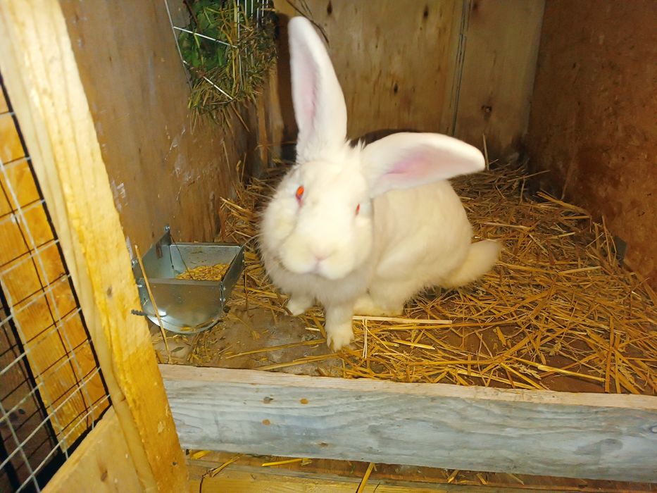 Sprzedam samiec Termondzki biały (TB)