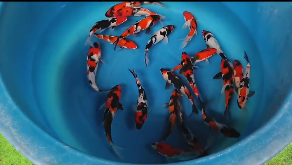 Karpie koi Showa i sanke 20-25cm