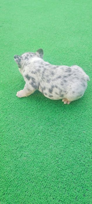 Bulldog francês macho blue Merle tan