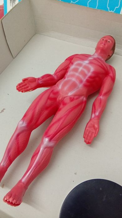 Conjunto jogo Boneco Corpo humano anatomia corporal