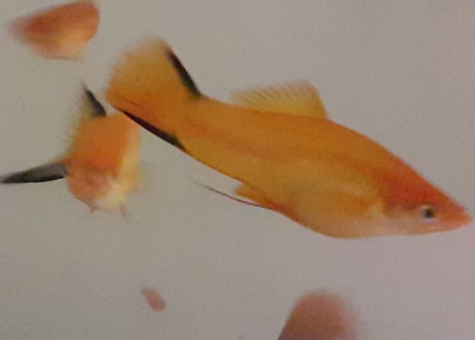 Mieczyk kometa, molinezja