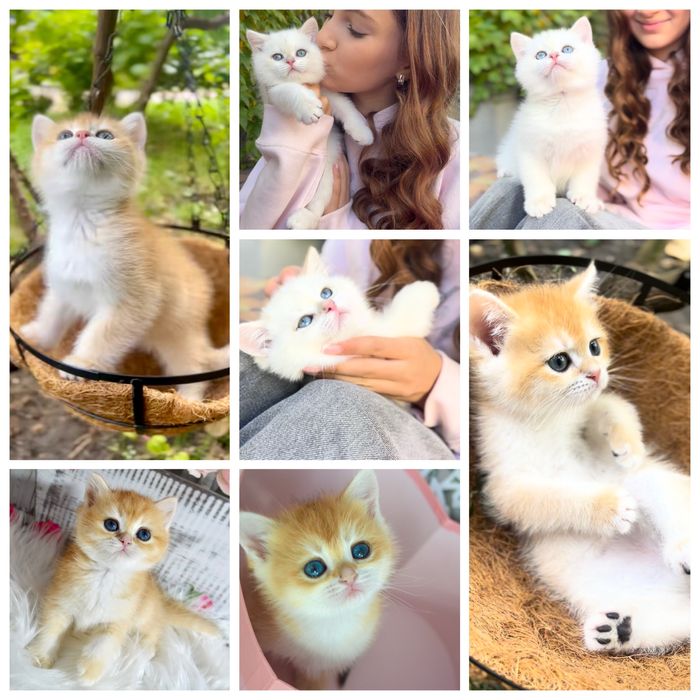 Британська золота шиншила