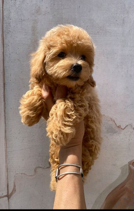 Красотулічки F 1 Мальтіпу.