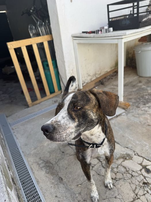 Cão para Adoção!