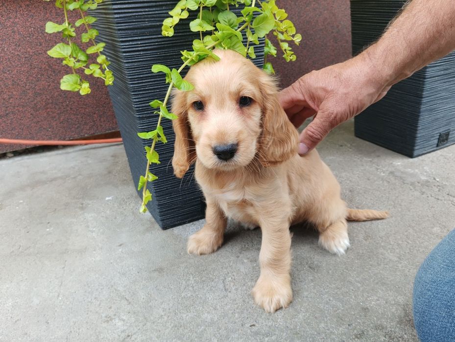 Piękne pieski Cocker spaniel