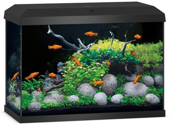 Akwarium Juwel Primo 70 LED 2.0 czarne Aqualife