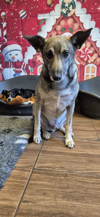 Piesek około dwa lata