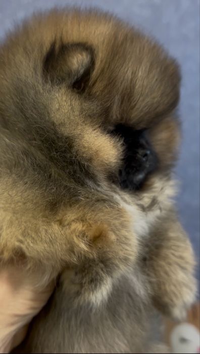 Померанський шпіц