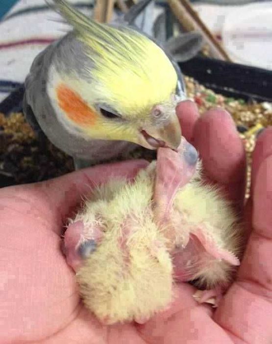 Vendo ref ramp domesticado