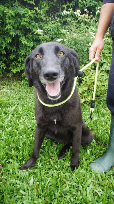 Kyara - cadela jovem para adocao