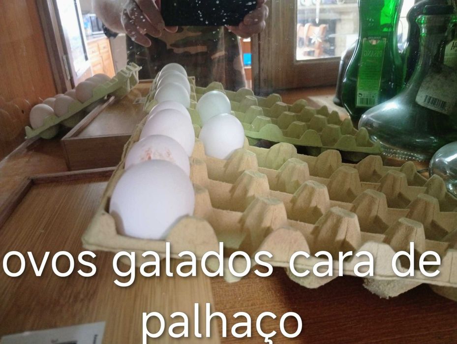 ovos galados de Jersey Gigante e de Cara de Palhaço