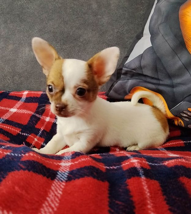 Chihuahua miniaturowa sunia