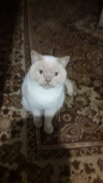 Кіт шотландський прямоухий -2 роки, привчений до лотку та нашийнику.