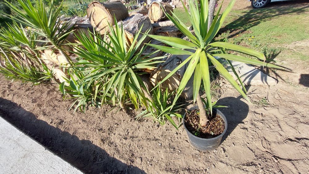 Yucas pequena e grande até três metros..