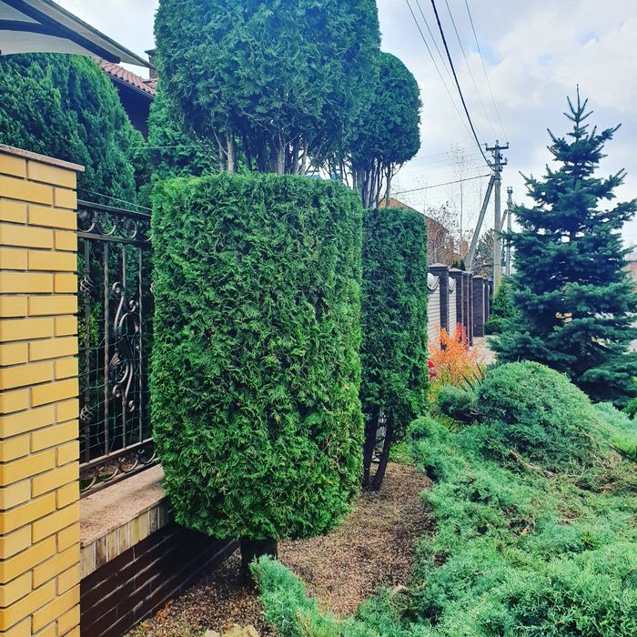 Садовник.Топиарная стрижка растений.