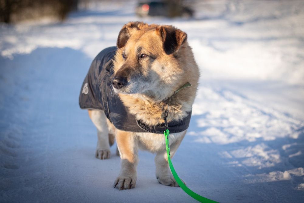 Nero gotowy do adopcji