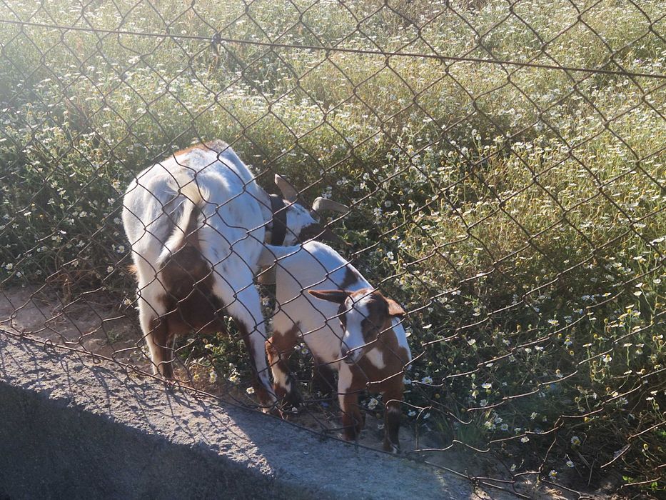 Chibo macho Raça Algarvia