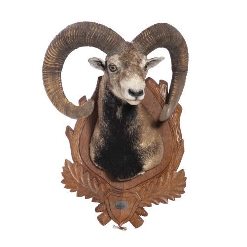 Taxidermia - Troféu de caça mouflon - medalha de ouro - 70 cm