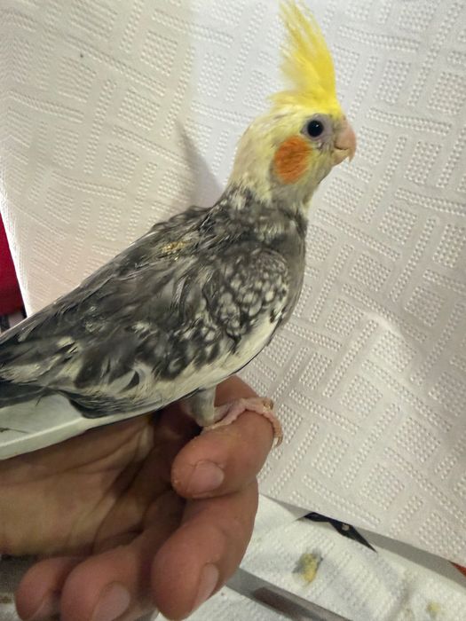 Caturras para finalizar de criar há mão