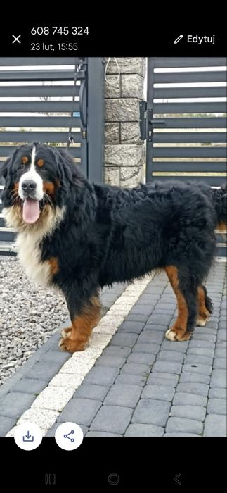 Berneński pies pasterski