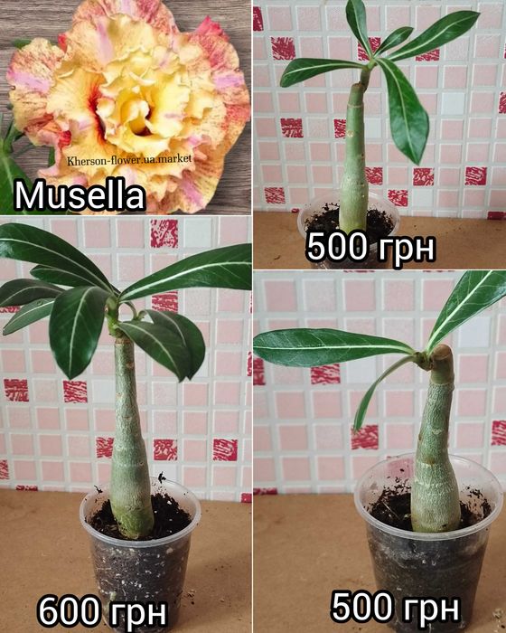 Адениум махровый привитый