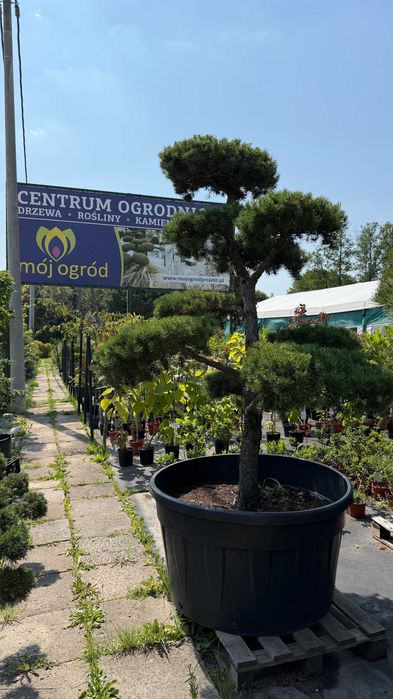 Sosna Banksa formowana drzewo BONSAI /drzewa ozdobne/krzewy formowane/
