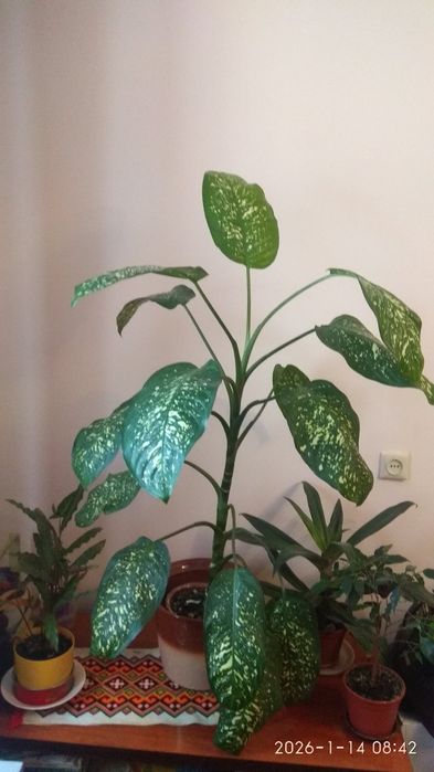 Диффенбахія вазон