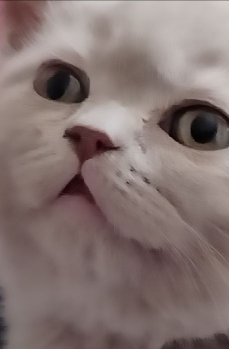 Весна! Подаруйте пухнастих лілових  віслоушок, вашим коханим рідним!