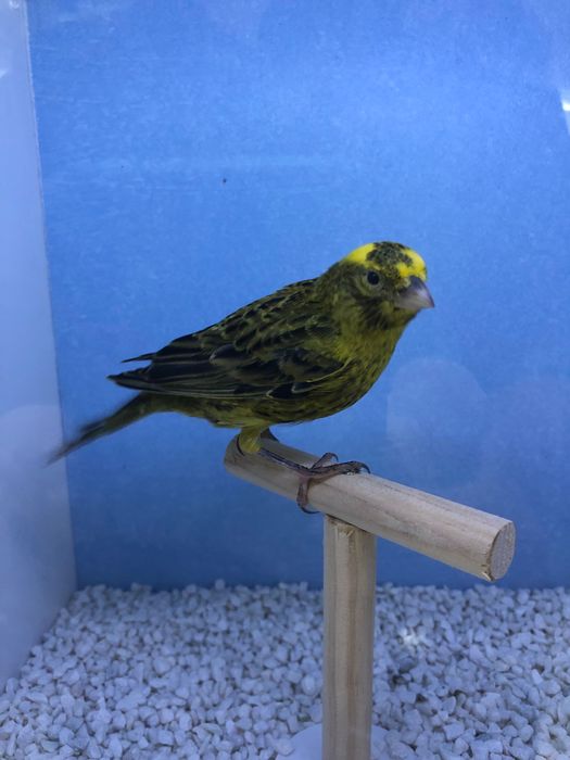 Canarios lizard lagartos de ótima qualidade