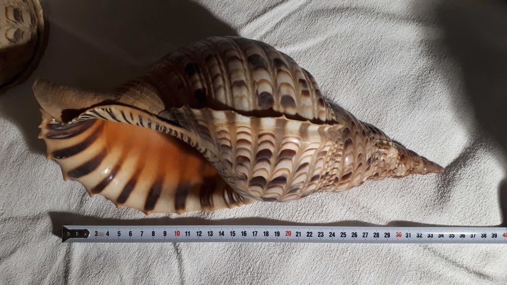 Огромная гавайская ракушка Рог Тритона/ Charonia Tritonis