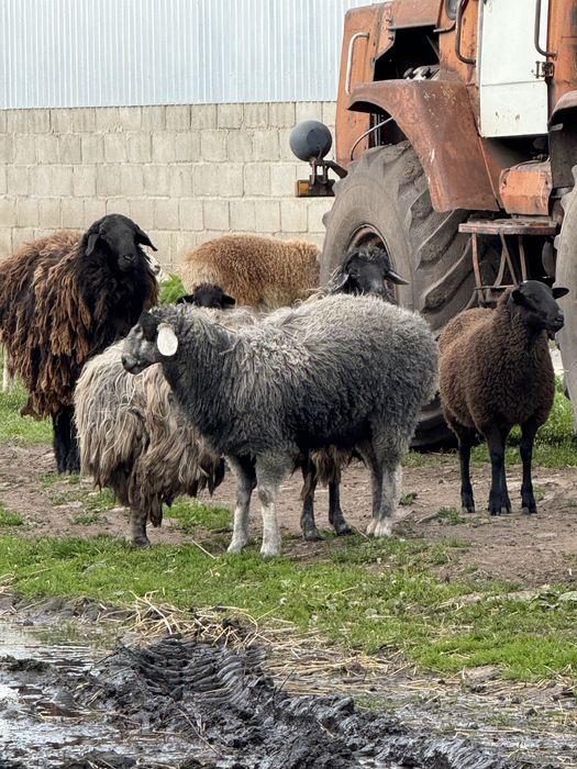 Мериноландшаф ягнята на мʼясо та розплід