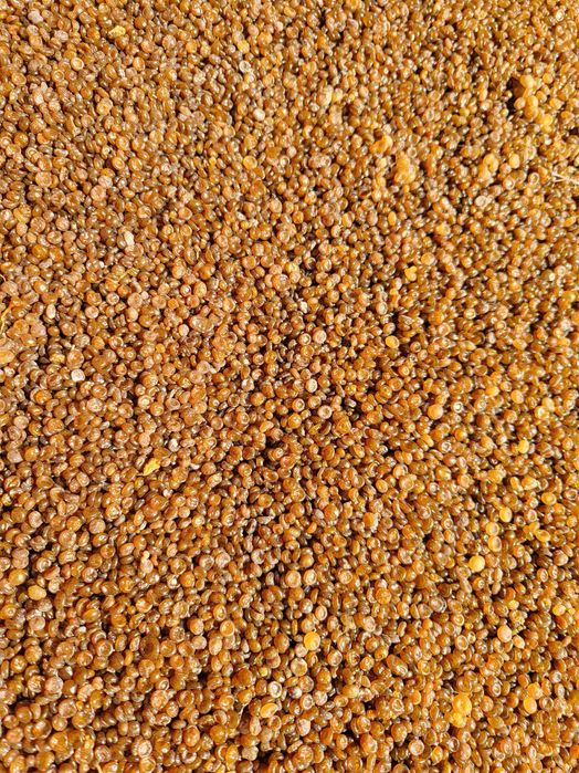 Klej kostny - perełka