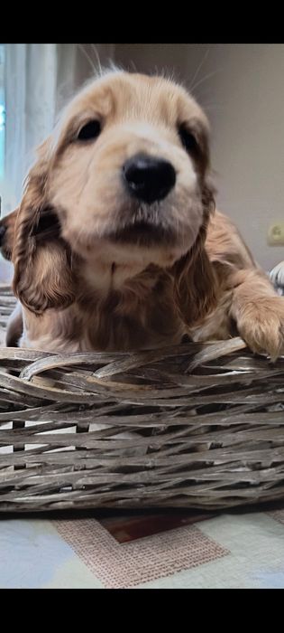 Англійський(gold)кокер  спаніель