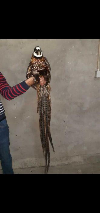 Faisões  muito bonitos raças  puras