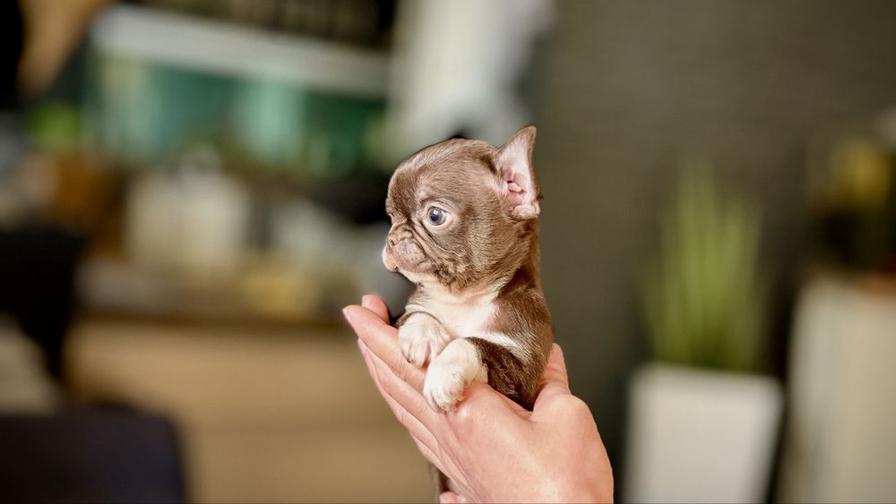 Chihuahua CZEKOLADOWY piesek