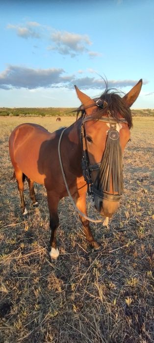 Молодий жеребець породи рисак