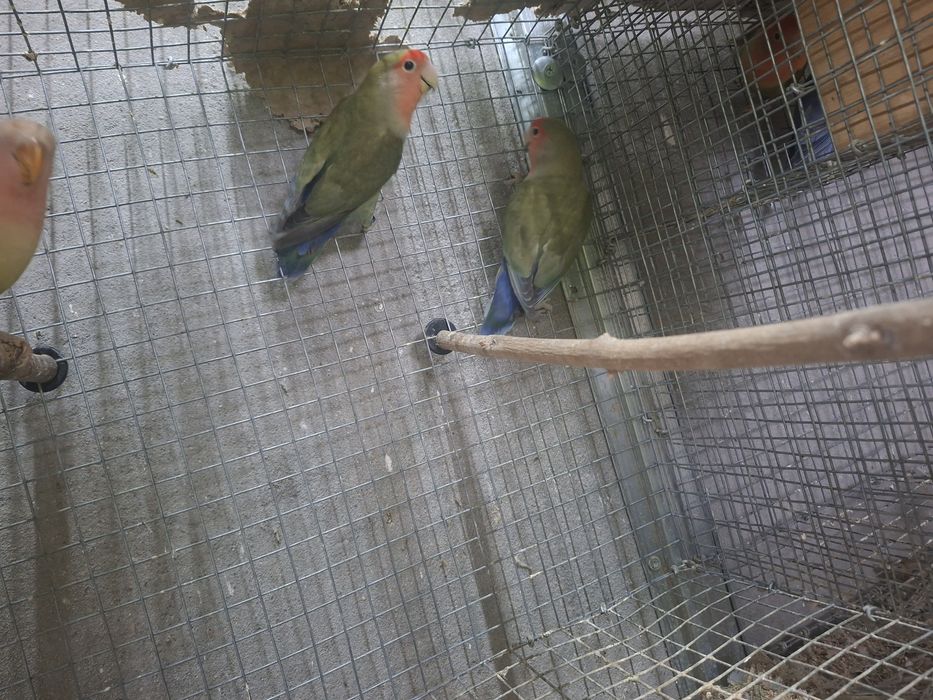 Vendo casais de agapornis