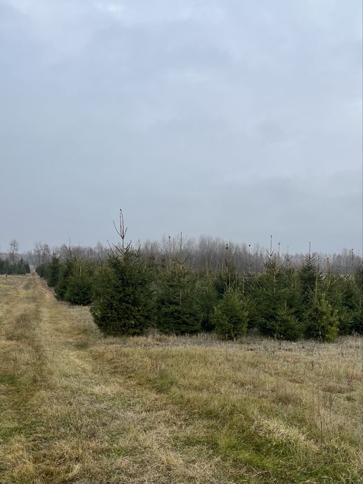 świerk pospolity hurt/detal