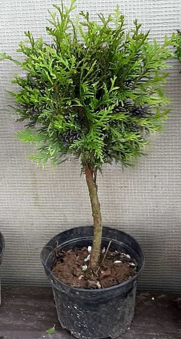 Tuja Danica na pniu w kształcie drzewka 30- 50 cm.