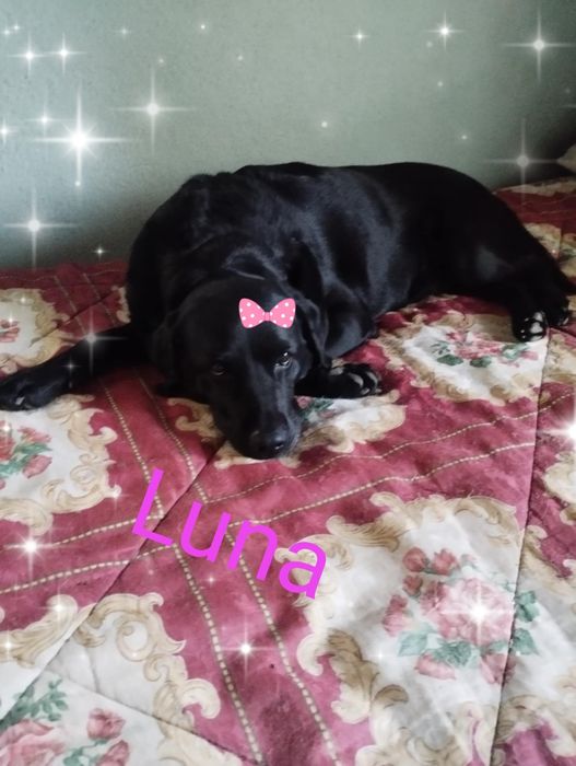 Luna uma labrador para adoção muito responsável