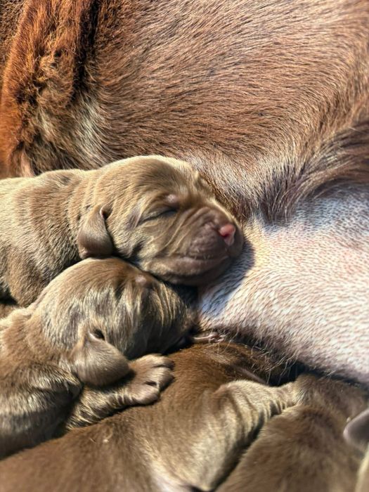 Labrador czekoladowy maluszek