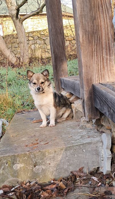 Маленька красуня шукає дім