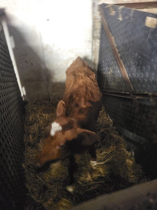 Jaloszki do dalszej chodowli