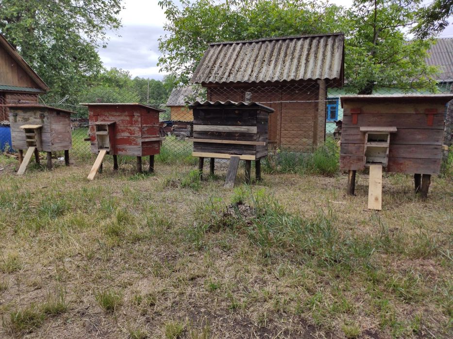 Вулики з бджолами