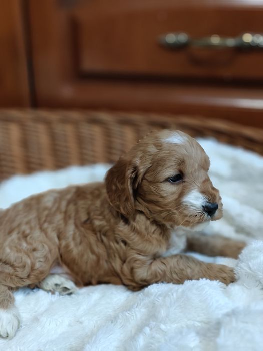 Cockapoo.Chłopczyk Apsik.Hybryda.Cocker spaniel angielski/Pudel miniat