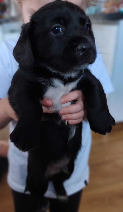 Oddam pieska w dobre ręce po matce spaniel