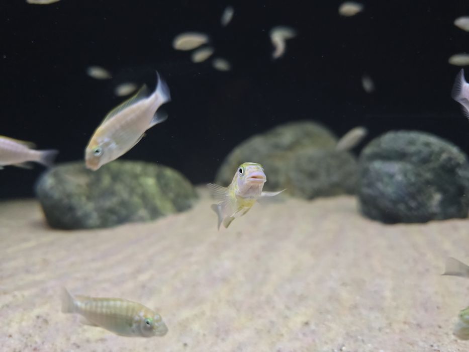 Petrochromis macrognathus