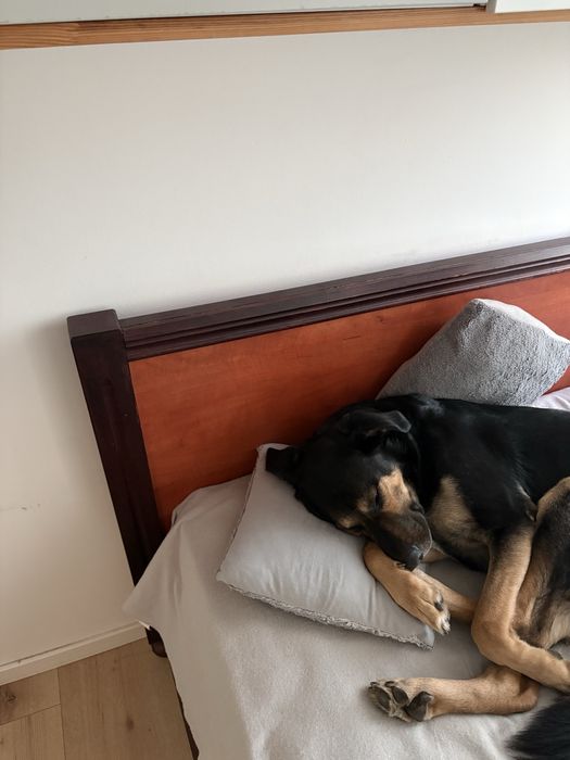 Oddam w dobre ręcę !PILNE!