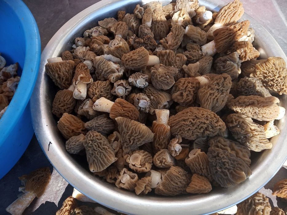 Продам сморчки сухі.